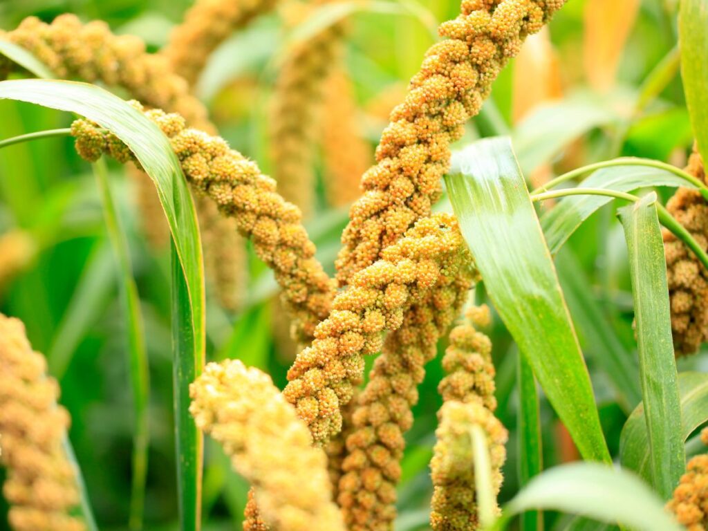 Millet plant