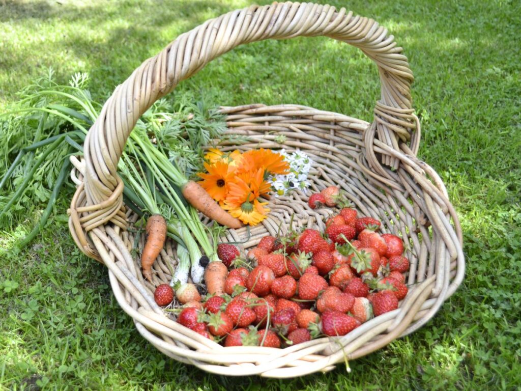 A basket on the grass with fresh harvest strawberries, carrots, spring onions, calendulas, and camomile.