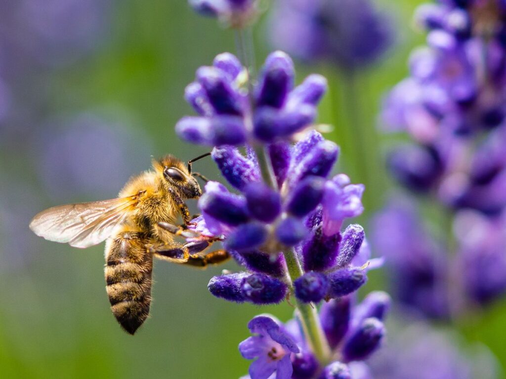 a bee on a lavanda flower