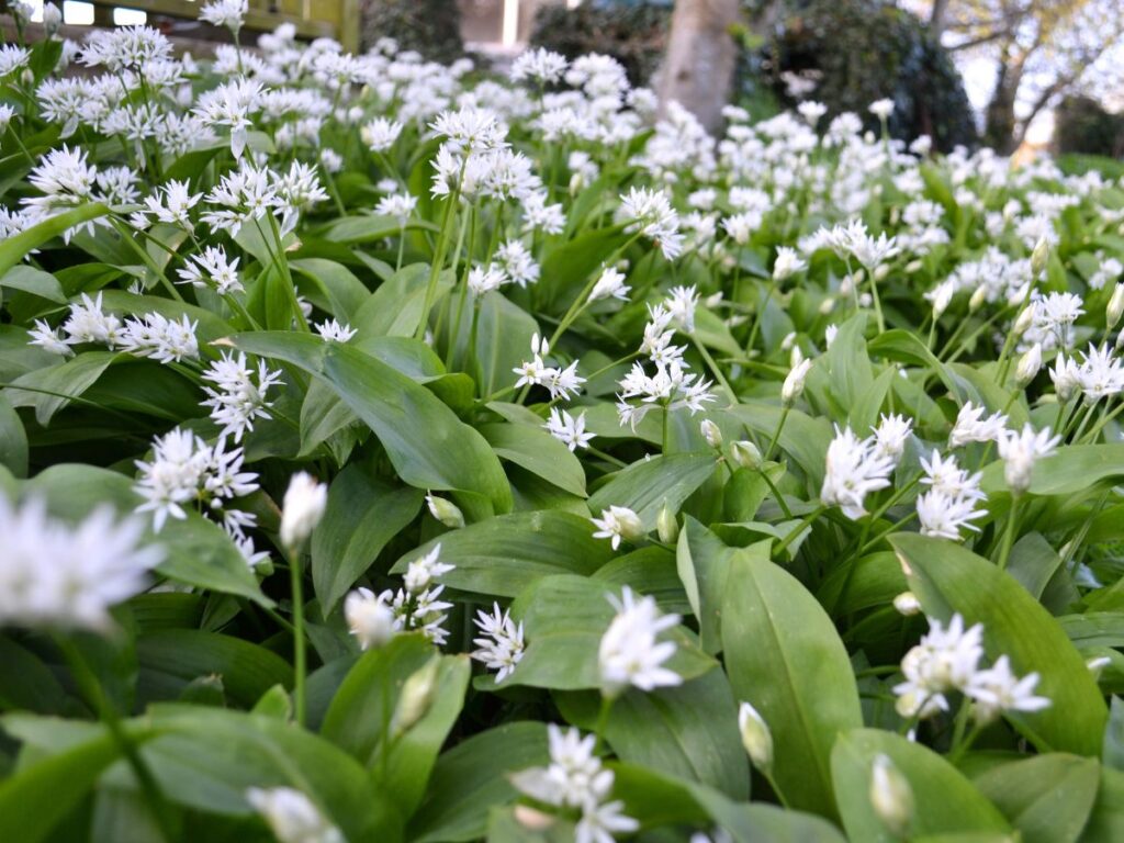 Flowering Wild garlic 