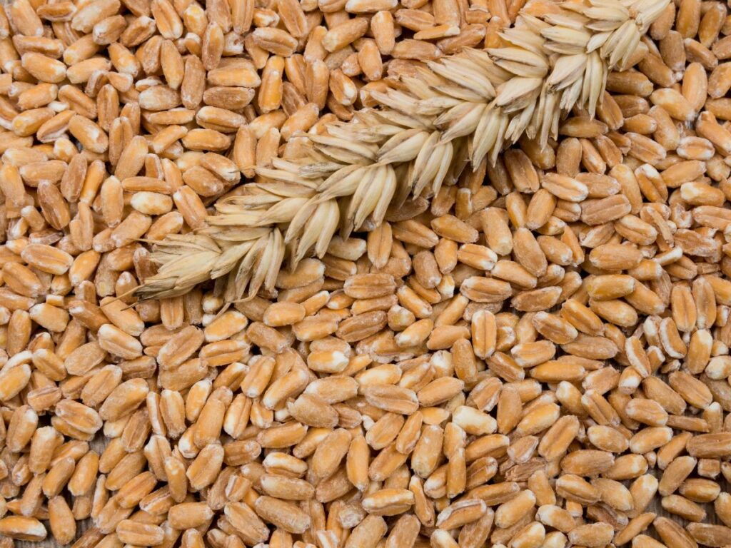 spelt grain