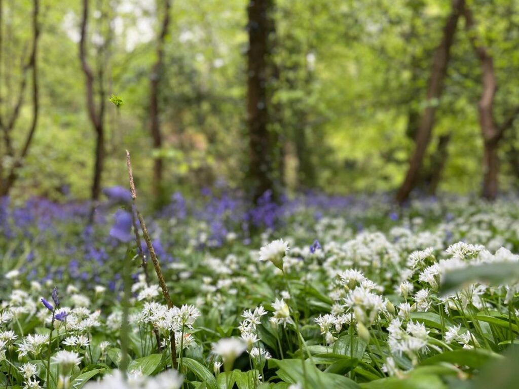 Wild garlic growing in the woods.