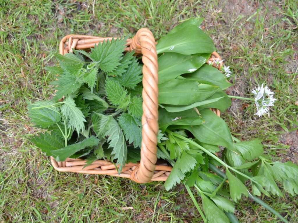 A basket with stinging nettles, wild garlic, spring onions and celery.