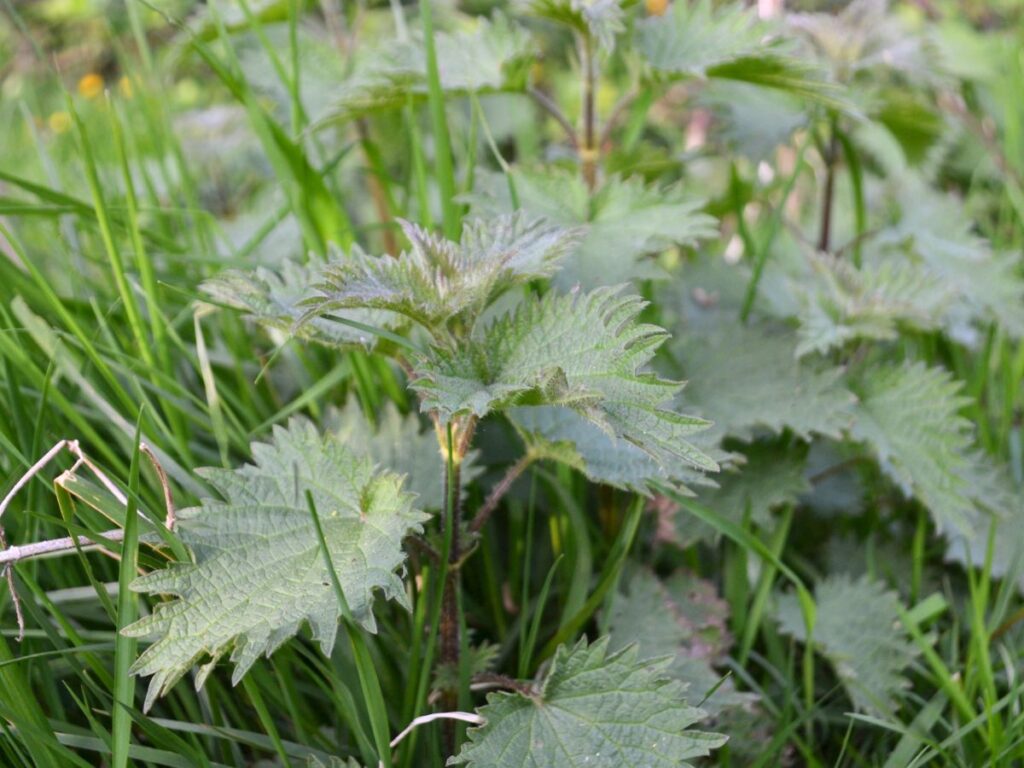 Nettles