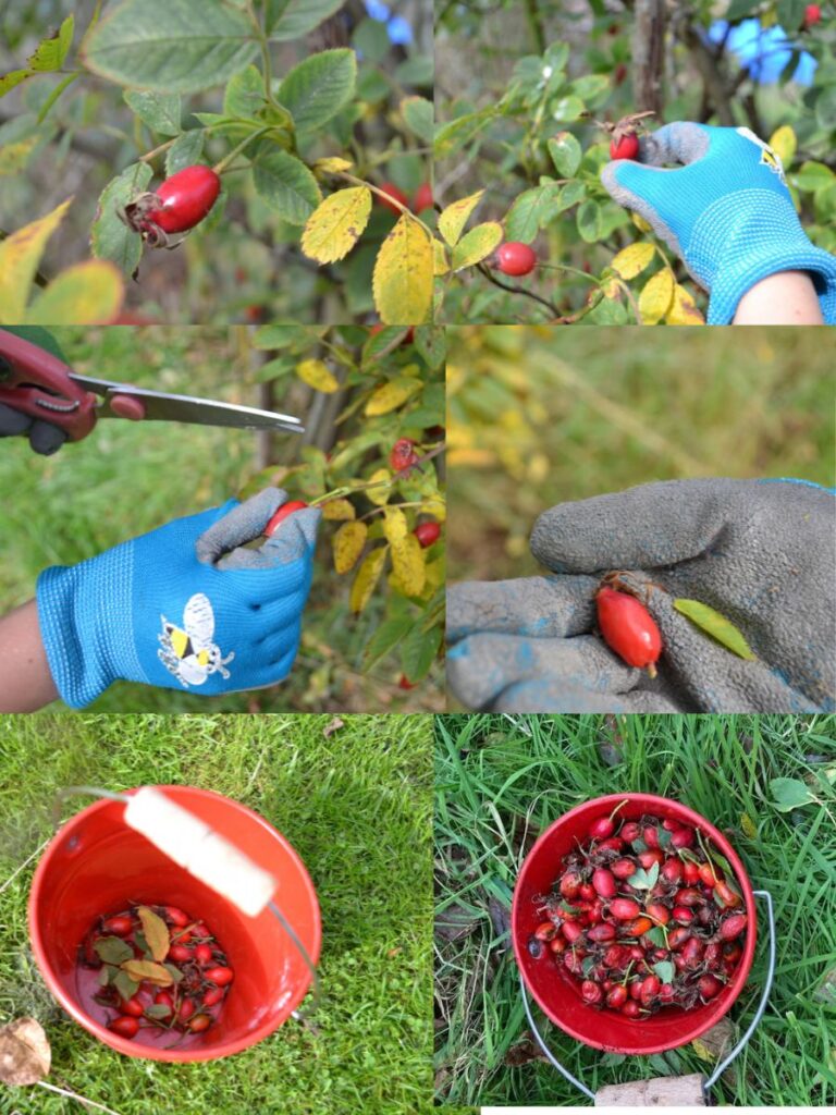 A hand with garden gloves cutting rosehips from a wild rose bush, a bucket with rosehips in it.