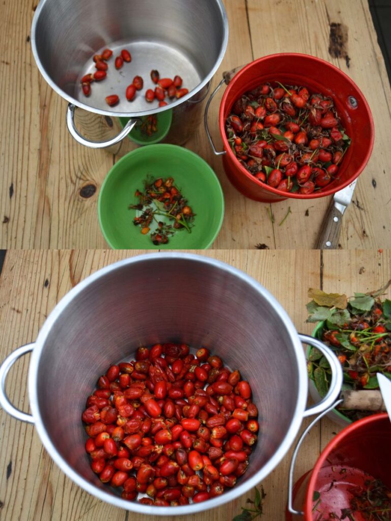 Abucket and a large pot with rosehips and a little bowl with cuttings from the rosehips.